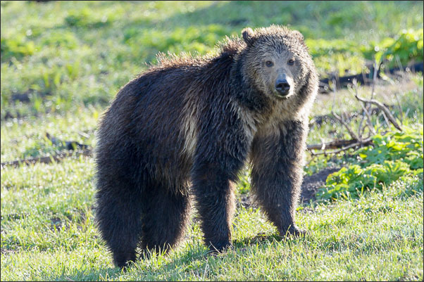 Grizzly-B�r (Ursus arctos horribilis) im Yellowstone Nationalpark (USA).<br />Nikon D3s mit AF-S NIKKOR 500 mm 1:4G ED VR und TC-14e II