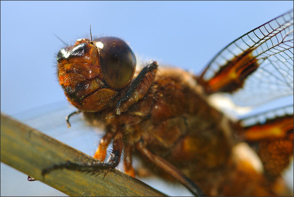 Makro-Portrait mit beeindruckender Perspektive: Plattbauch-Libelle (Libellula depressa).<br />Nikon D200 mit AF-S Micro NIKKOR 105 mm 1:2,8G VR