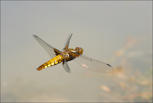 Weiblicher Plattbauch im Flug (Libellula depressa). Aufgenommen mit einer mauellen Fokusserie.<br />Nikon D200 mit AF Micro NIKKOR 200 mm 1:4D ED