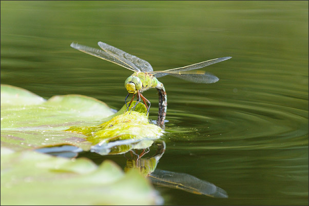 Grosse K�nigslibelle (Anax imperator) bei der Eiablage an der Unterseite eines Seerosenblatts.<br />Nikon D3x mit AF Micro NIKKOR 200 mm 1:4D ED