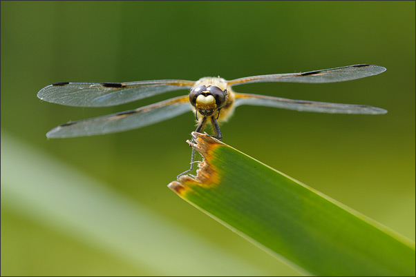 Makro-Portrait einer Vierflecklibelle (Libellula qudrimacultata).<br />Nikon D3x mit AF Micro NIKKOR 200 mm 1:4D ED