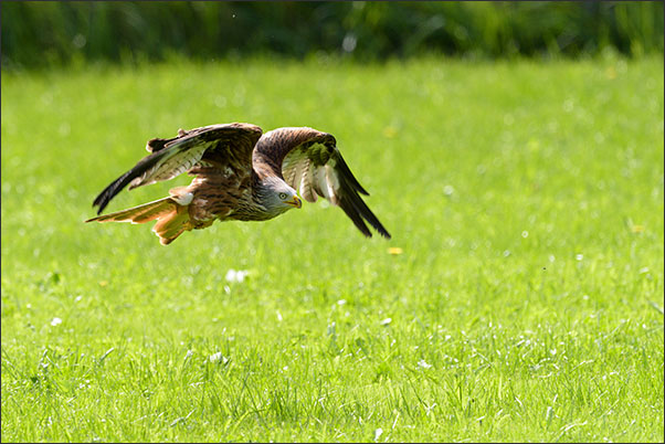 Rotmilan (Milvus milvus) im Vorbeiflug knapp �ber Gras.<br />Nikon D810 mit AF-S NIKKOR 600 mm 1:4G ED VR