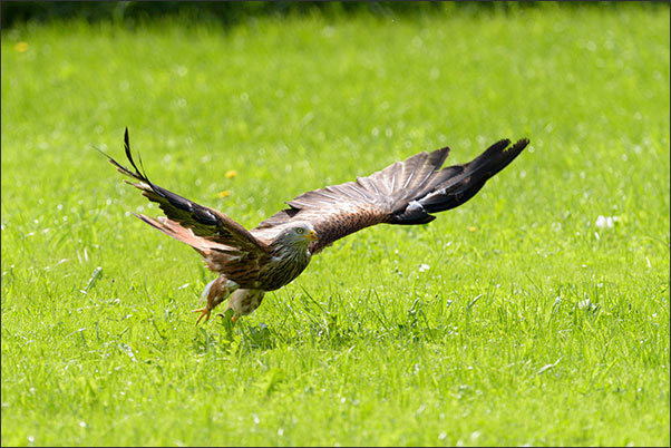 Rotmilan (Milvus milvus) im Starten aus dem Gras.<br />Nikon D810 mit AF-S NIKKOR 600 mm 1:4G ED VR