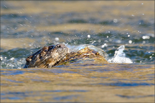 Nordamerikanische Fischotter (Lontra canadensis) beim Auftauchen. Durch sein Ausatmen verspr�ht er Wasser aus seiner Nase.<br />Nikon D3x mit AF-S NIKKOR 500 mm 1:4G ED VR und TC-14e II