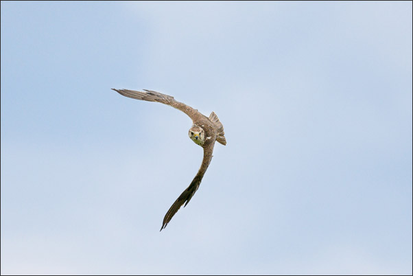 Der Sakerfalke (Falco cherrug) ist ein guter Flieger.<br />Nikon D800E mit AF-S NIKKOR 800 mm 1:5,6E FL ED VR