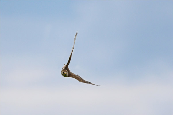 Sakerfalke (Falco cherrug) (M�nnchen) beim Kurvenflug.<br />Nikon D800E mit AF-S NIKKOR 800 mm 1:5,6E FL ED VR