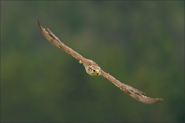 Sakerfalke (Falco cherrug) (M�nnchen) vor Wald (�sterreich).<br />Nikon D800E mit AF-S NIKKOR 500 mm 1:4G ED VR und TC-14e II