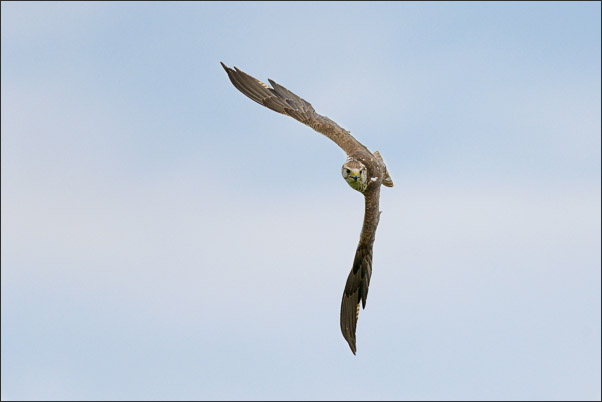 Sakerfalke (Falco cherrug) (M�nnchen) beim Kurvenflug.<br />Nikon D800E mit AF-S NIKKOR 500 mm 1:4G ED VR und TC-14e II