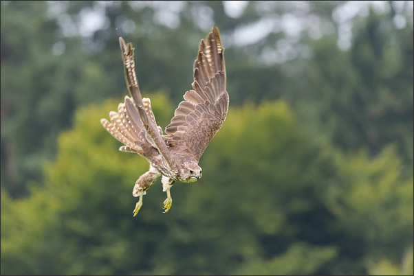 Weiblicher Sakerfalke (Falco cherrug) kurz vor dem Beuteschlag (�sterreich).<br />Nikon D800E mit AF-S NIKKOR 500 mm 1:4G ED VR und TC-14e II