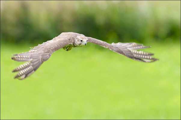 Weiblicher Sakerfalke (Falco cherrug) �ber einer Wiese (�sterreich).<br />Nikon D800E mit AF-S NIKKOR 500 mm 1:4G ED VR und TC-14e II