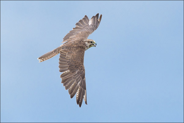 Weiblicher Sakerfalke (Falco cherrug) im Kurvenflug (�sterreich).<br />Nikon D800E mit AF-S NIKKOR 500 mm 1:4G ED VR und TC-14e II