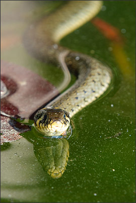 Ein gro�es Weibchen der Ringelnatter (Natrix natrix) in einem Teich.<br />Nikon D3x mit AF-S NIKKOR 500 mm 1:4G ED VR, TC-14e II und Zwischenring