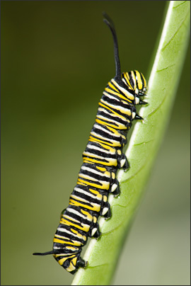 Raupe des Monarchfalters (Danaus plexippus) am Blatt seiner Futterpflanze. Aufgenommen in Arizona (USA).<br />Nikon D3x mit AF-S Micro NIKKOR 105 mm 1:2,8G VR