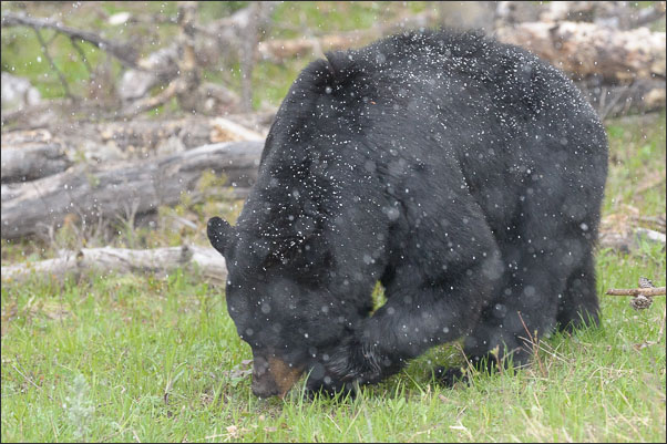 Amerikanischer Schwarzb�r (Ursus americanus) im Schneegest�ber (Yellowstone Nationalpark, USA).<br />Nikon D3s mit AF-S NIKKOR 500 mm 1:4G ED VR
