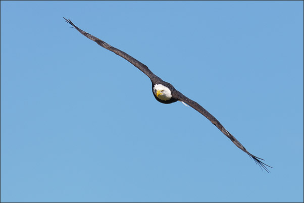 Ein Wei�kopfseeadler (Haliaeetus leucocephalus) im direkten Anflug. Aufgenommen am Yellowstone Lake, Wyoming (USA).<br />Nikon D3x mit AF-S NIKKOR 500 mm 1:4G ED VR