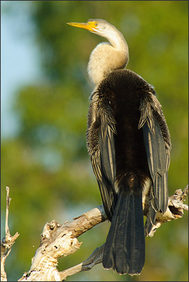 Ein Weibchen des Altwelt-Schlangenhalsvogels (Anhinga melanogaster) sp�t nach Beute aus. Kakadu NP (Australien).<br />Nikon D200 mit AF-S NIKKOR 400mm 1:2,8D ED II