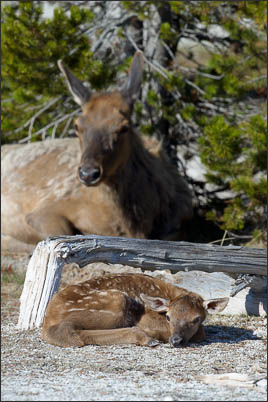 Rocky-Mountain-Wapiti (Cervus canadensis nelsoni) Kirschkalb etwa 1h nach der Geburt im Yellowstone Nationalpark (USA).<br />Nikon D3s mit AF-S NIKKOR 500 mm 1:4G ED VR