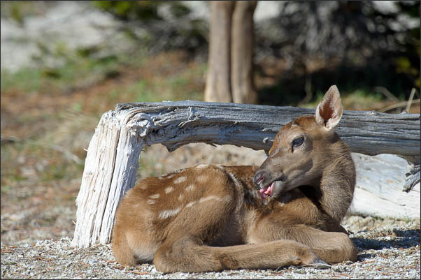 Rocky-Mountain-Wapiti (Cervus canadensis nelsoni) Kirschkalb etwa 1h nach der Geburt im Yellowstone Nationalpark (USA).<br />Nikon D3s mit AF-S NIKKOR 500 mm 1:4G ED VR