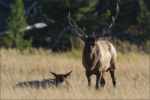 Rocky-Mountain-Wapiti (Cervus canadensis nelsoni) im Yellowstone Nationalpark (USA).<br />Nikon D3s mit AF-S NIKKOR 500 mm 1:4G ED VR und TC-14e II