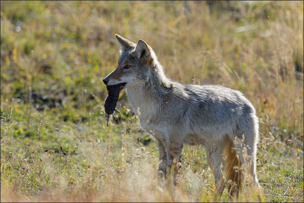 Berg-Kojote (Canis latrans lestes) mit Beute im Yellowstone Nationalpark (USA).<br />Nikon D3s mit AF-S NIKKOR 500 mm 1:4G ED VR und TC-14e II