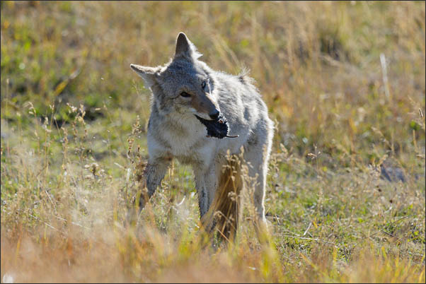 Berg-Kojote (Canis latrans lestes) mit Beute im Yellowstone Nationalpark (USA).<br />Nikon D3s mit AF-S NIKKOR 500 mm 1:4G ED VR und TC-14e II