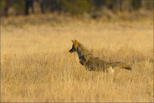 Berg-Kojote (Canis latrans lestes) bei der abendlichen Jagd im Yellowstone Nationalpark (USA).<br />Nikon D3s mit AF-S NIKKOR 500 mm 1:4G ED VR und TC-14e II