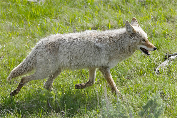 Berg-Kojote (Canis latrans lestes) im Yellowstone Nationalpark (USA).<br />Nikon D3x mit AF-S NIKKOR 500 mm 1:4G ED VR