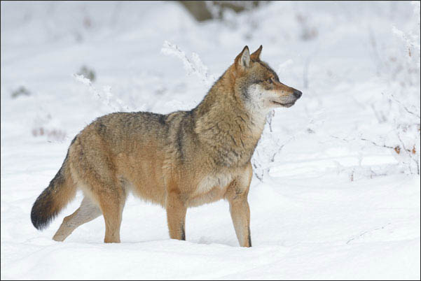 Eurasischer Wolf (Canis lupus lupus) im Schnee.<br />Nikon D800E mit AF-S NIKKOR 500 mm 1:4G ED VR und TC-14e II