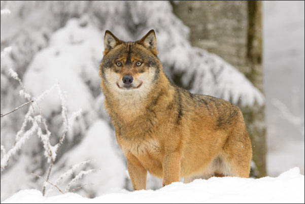 Portrait eines Eurasischen Wolfs (Canis lupus lupus) im Winter.<br />Nikon D800E mit AF-S NIKKOR 500 mm 1:4G ED VR und TC-14e II
