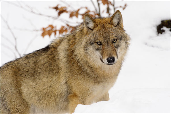 Portrait eines Eurasischen Wolfs (Canis lupus lupus)<br />Nikon D3s mit AF-S NIKKOR 500 mm 1:4G ED VR und TC-14e II
