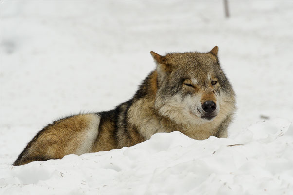 Zugezwinkert! Ein Eurasischer Wolf (Canis lupus lupus) im Schnee.<br />Nikon D3s mit AF-S NIKKOR 500 mm 1:4G ED VR und TC-14e II