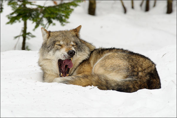 M�de! Ein Eurasischer Wolf (Canis lupus lupus).<br />Nikon D3s mit AF-S NIKKOR 500 mm 1:4G ED VR und TC-14e II