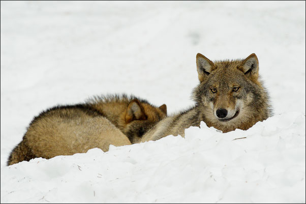 Zwei Eurasische W�lfe (Canis lupus lupus) im Schnee.<br />Nikon D3s mit AF-S NIKKOR 500 mm 1:4G ED VR und TC-14e II