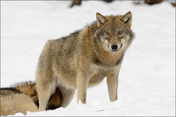 Eurasischer Wolf (Canis lupus lupus)<br />Nikon D3s mit AF-S NIKKOR 500 mm 1:4G ED VR und TC-14e II
