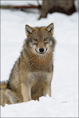 Portrait eines Eurasischen Wolfs (Canis lupus lupus)<br />Nikon D3s mit AF-S NIKKOR 500 mm 1:4G ED VR und TC-14e II