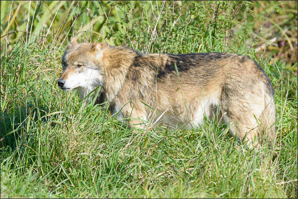 Mackenzie-Wolf (Canis lupus occidentalis) im Yellowstone Nationalpark (USA).<br />Nikon D800E mit AF-S NIKKOR 800 mm 1:5,6E FL ED VR und TC800-1,25E ED (1000 mm effektiv)
