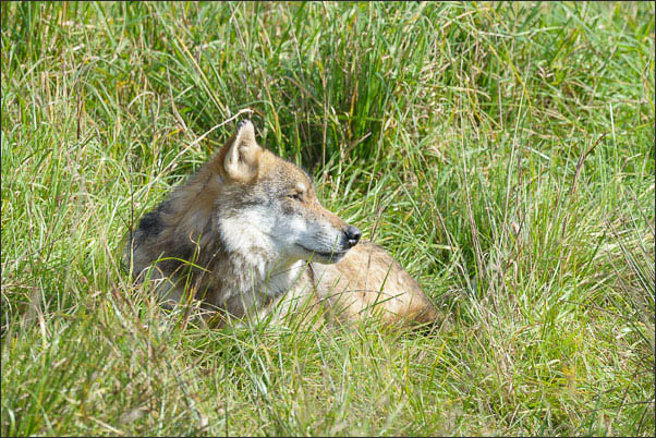 Mackenzie-Wolf (Canis lupus occidentalis) im Yellowstone Nationalpark (USA).<br />Nikon D800E mit AF-S NIKKOR 800 mm 1:5,6E FL ED VR und TC800-1,25E ED (1000 mm effektiv)
