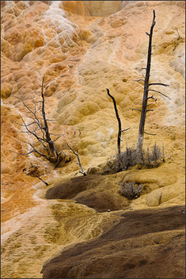 Tote B�ume in einer hei�en Quelle im Yellowstone Nationalpark (USA).<br />Nikon D3x mit AF-S NIKKOR 70?200 mm 1:2,8G ED VR II