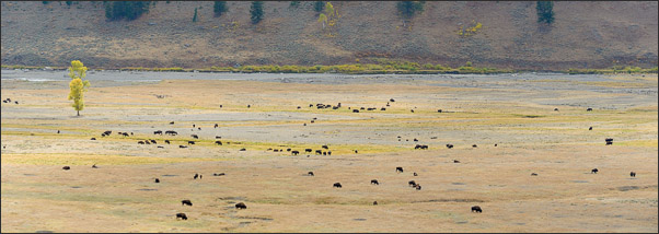 Lamar Valley mit Bisonheerde im Yellowstone Nationalpark.<br />Nikon D3s mit AF-S NIKKOR 70?200 mm 1:2,8G ED VR