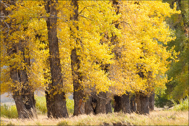 Baumreihe von amerikanischen Zitterpappeln (Populus tremuloides) im Yellowstone Nationalpark.<br />Nikon D3s mit AF-S NIKKOR 500 mm 1:4G ED VR und TC-14e II