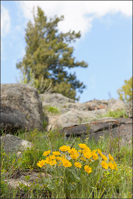 Pfeilbl�ttrige Balsamwurzel (Balsamorhiza sagittata) vor der Kulisse des Lamar Valley (Yellowstone Nationalpark).<br />Nikon D3x mit AF-S VR Micro-Nikkor 105 mm 1:2,8G IF-ED
