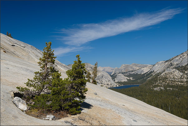 Kiefern auf Fels mit dem Tenaya See aus Sicht des Olmsted Points im Yosemite NP, Kalifornine (USA)<br />Nikon D3x mit AF-S NIKKOR 24-70 mm 1:2,8G