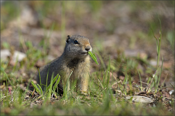 Ein Uinta-Ziesel (Unita Ground Squirrel, Spermophilus armatus) in der Grand Teton Range, Wyoming (USA).<br />Nikon D3s mit AF-S NIKKOR 500 mm 1:4G ED VR