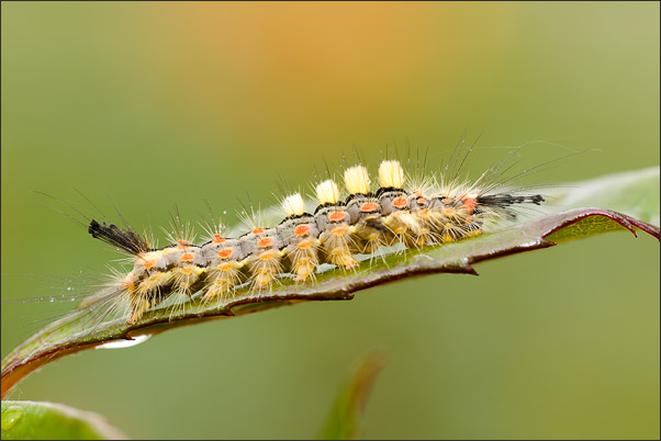Wie so h�ufig sehen die Raupen interessanter aus als die Schmetterlinge selbst. Hier ein Schlehen-B�rstenspinner (Orgyia antiqua)<br />Nikon D3x mit AF-S Micro NIKKOR 105 mm 1:2,8G VR