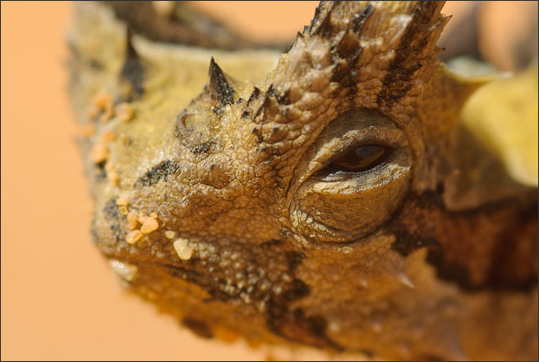 Makro-Portrait eines Dornteufels (Moloch horridus) aufgenommen in Australien.<br />Nikon D200 mit AF-S Micro NIKKOR 105 mm 1:2,8G VR
