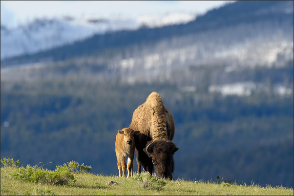 Mutter mit Kind. Amerikanische Bisons (Bison bison bison) vor der Kulisse des Lamar Valley im Yellowstone NP, Wyoming (USA).<br />Nikon D3s mit AF-S NIKKOR 500 mm 1:4G ED VR und TC-14e II