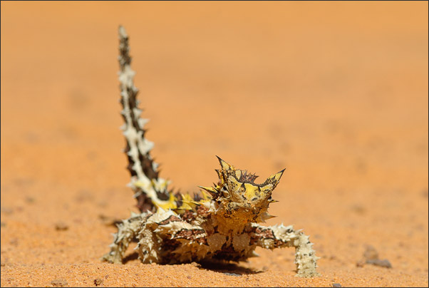 Furchterregend aber harmlos der Dornteufel (Moloch horribilis) aus Australien. Aufgenommen im Outback Westaustraliens.<br />Nikon D200 mit AF-S Micro NIKKOR 105 mm 1:2,8G VR