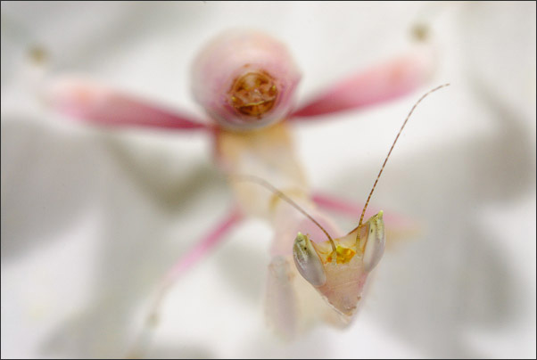 Makro extrem: Das Jungtier der Orchideenmantis (Hymenopus coronatus) ma� nur 3,5 mm in der Breite.<br />Nikon D200 mit Nikon Macro-Nikkor 35 mm 1:4,5 an Novoflex BALPRO T/S
