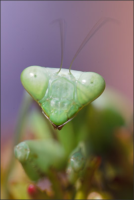 Makro-Portrait einer Europ�ischen Gottesanbeterin (Mantis religiosa).<br />Nikon D3x mit AF Micro NIKKOR 200 mm 1:4D ED