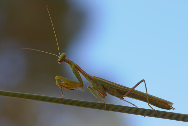 Ausgewachse Europ�ische Gottesanbeterin (Mantis religiosa). Fotografiert in Arizona (USA).<br />Nikon D3x mit AF-S Micro NIKKOR 105 mm 1:2,8G VR